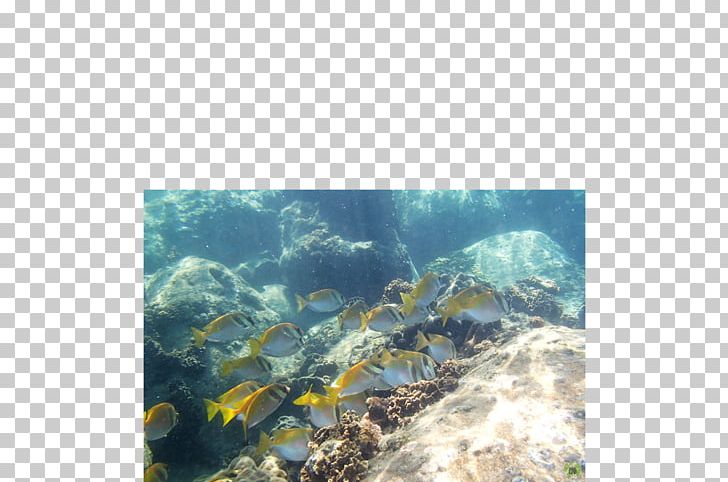 Coral Reef Fish Underwater Sea PNG, Clipart, Biology, Coral, Coral Reef, Coral Reef Fish, Ecosystem Free PNG Download
