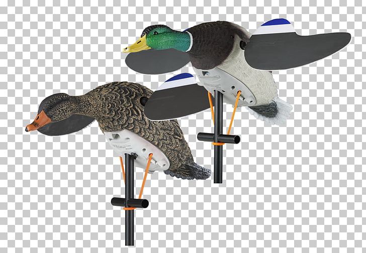 Duck Decoy Mallard Goose Duck Decoy PNG, Clipart,  Free PNG Download