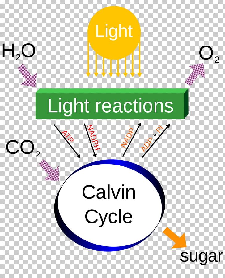 Photosynthesis Cellular Respiration Diagram Chemical Energy Carbon Dioxide PNG, Clipart, Area, Brand, Calvin Cycle, Carbon Dioxide, Cellular Respiration Free PNG Download