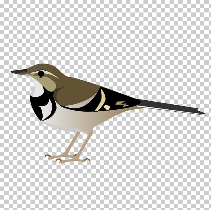 Bird Forest Wagtail Vertebrate Dendronanthus PNG, Clipart, Animal, Animals, Beak, Bergeronnette, Biological Classification Free PNG Download