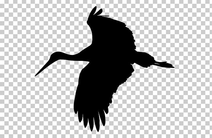 Bird Stork PNG, Clipart, Beak, Bird, Bird Of Prey, Black And White, Computer Icons Free PNG Download