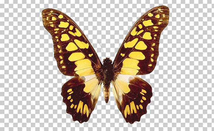 Butterfly Insect White Inch Green PNG, Clipart, Arthropod, Brush Footed Butterfly, Butterflies And Moths, Butterfly, Can Stock Photo Free PNG Download