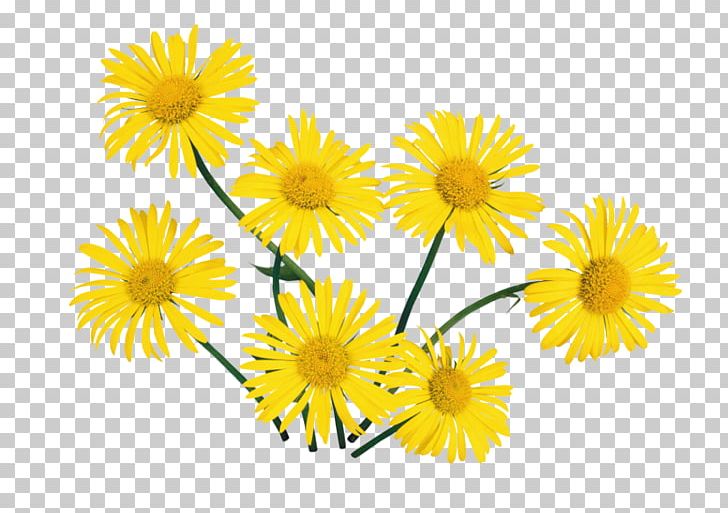 Flower PNG, Clipart, Blume, Chamaemelum Nobile, Chrysanths, Cut Flowers, Daisy Free PNG Download