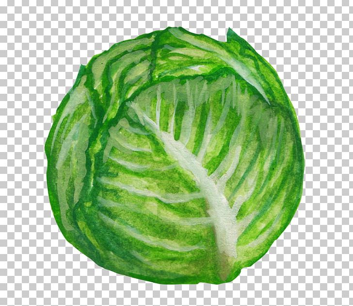 Savoy Cabbage Vegetable Illustration PNG, Clipart, Cabbage, Cartoon, Decoration, Diagram, Food Free PNG Download