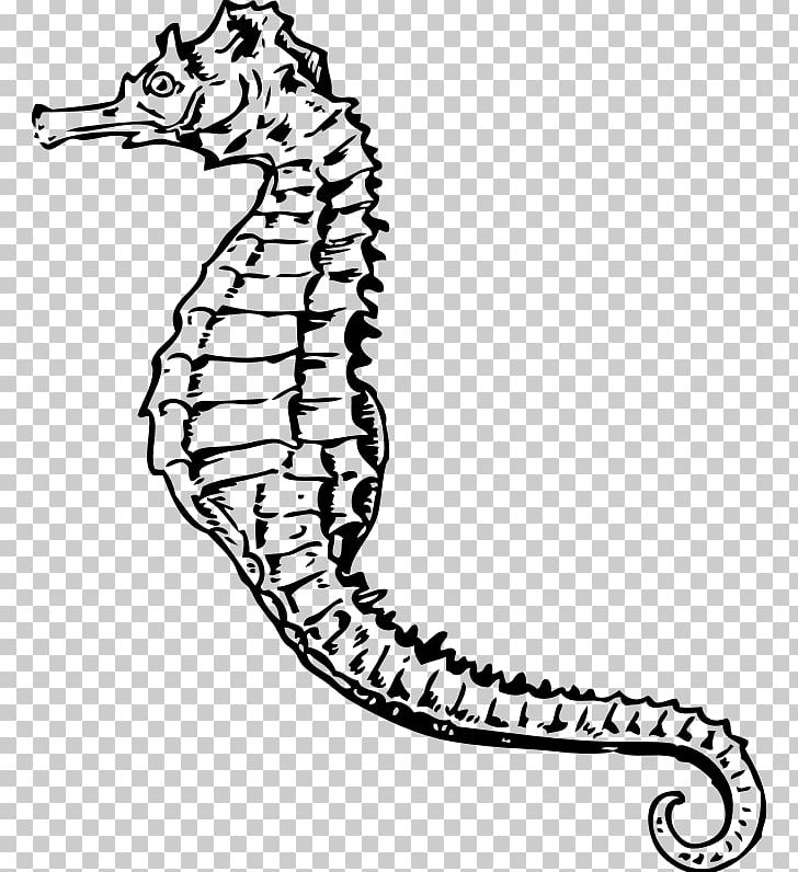 Drawing White's Seahorse PNG, Clipart,  Free PNG Download
