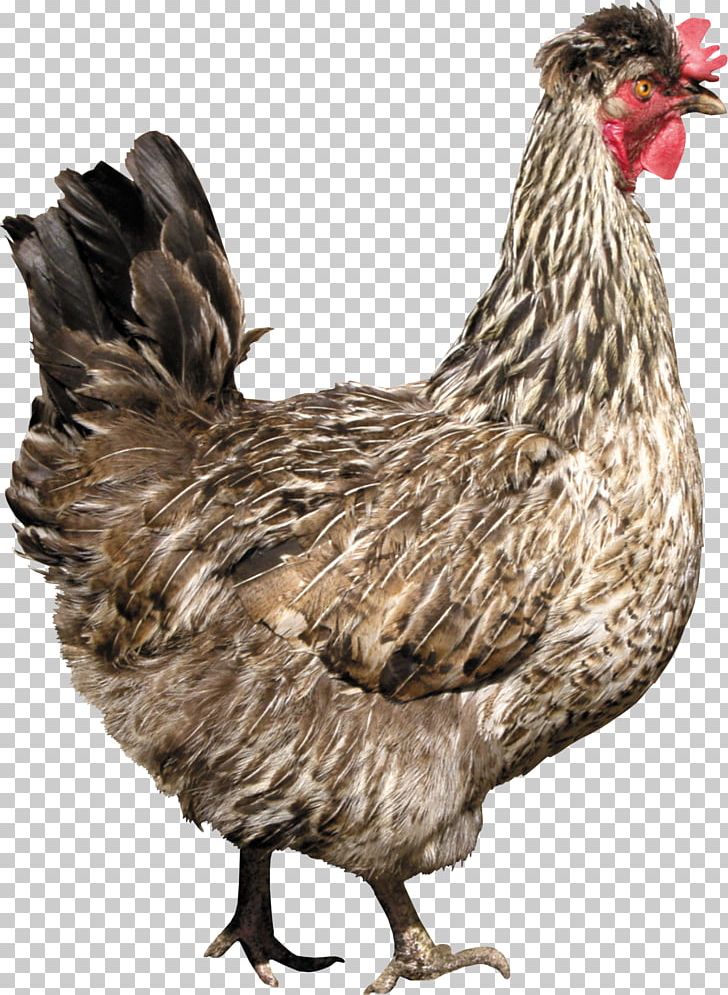 Fried Chicken PNG, Clipart, Animals, Beak, Bird, Chicken, Chicken Meat Free PNG Download