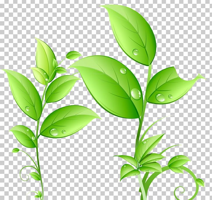 Green Drop Leaf PNG, Clipart, Branch, Clear, Dew, Download, Drop Free PNG Download