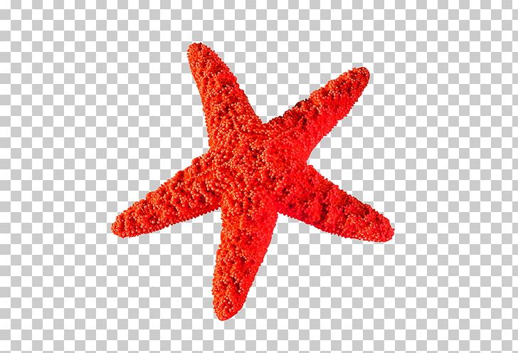 Starfish PNG, Clipart, Animals, Crea, Creative Ads, Creative Artwork, Creative Background Free PNG Download