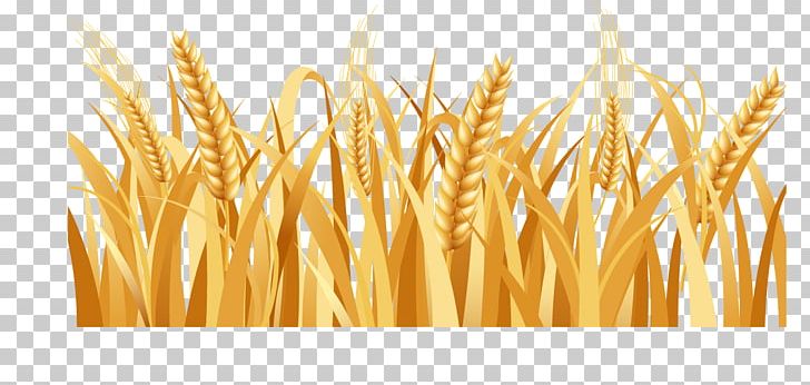 Rice Barley Arable Land Farm PNG, Clipart, Autumn Harvest, Bumper, Cereal, Cereal Germ, Commodity Free PNG Download