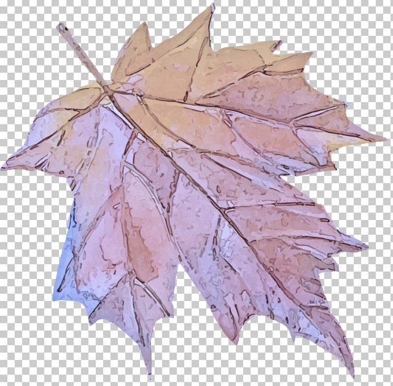 Maple Leaf PNG, Clipart, Beech, Black Maple, Deciduous, Flower, Grape Leaves Free PNG Download
