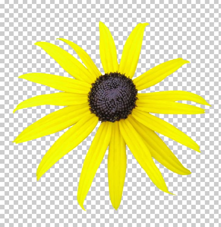Blackeyed Susan Daisy Family Common Daisy Plant PNG, Clipart, Black And White, Blackeyed Susan, Common Daisy, Coneflowers, Daisy Free PNG Download