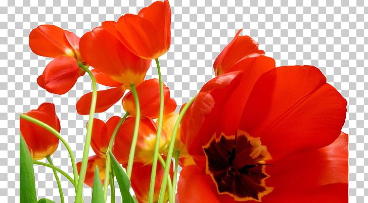 Flower Bouquet Poppy Tulip PNG, Clipart, Coquelicot, Display Resolution, Flower, Flower Bouquet, Flowering Plant Free PNG Download