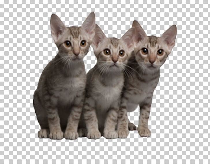 Ocicat Kitten Tabby Cat PNG, Clipart, Animals, Asian, Australian Mist, Breed, Carnivoran Free PNG Download
