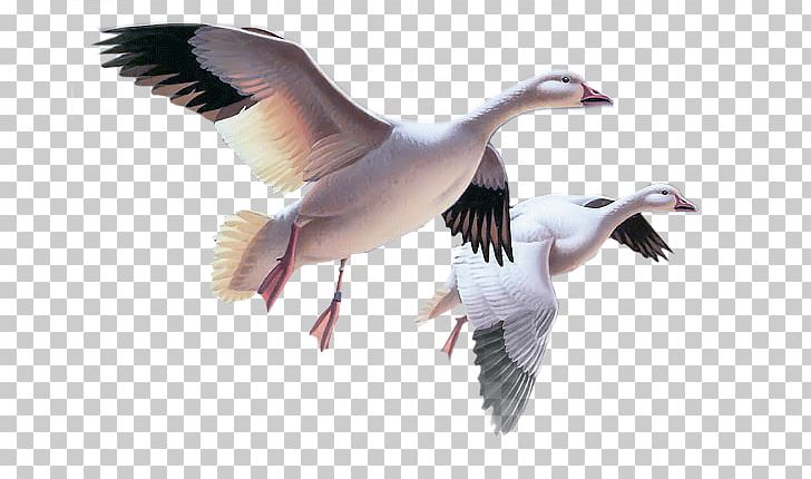 Snow Goose Bird Cygnini PNG, Clipart, Animals, Anseriformes, Beak, Bird, Bird Migration Free PNG Download