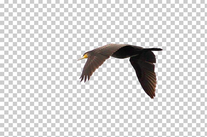 Swan Goose Duck Bird Flight PNG, Clipart, Bald Eagle, Beak, Bir, Bird, Birds Free PNG Download