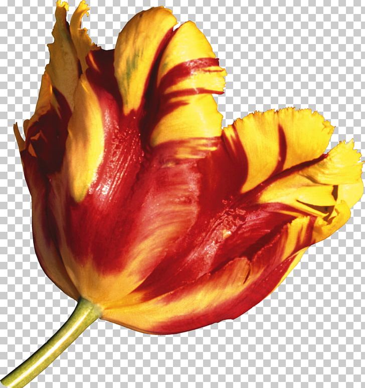 Tulip Flower Domain Name .net PNG, Clipart, Bud, Closeup, Com, Domain Name, Flower Free PNG Download