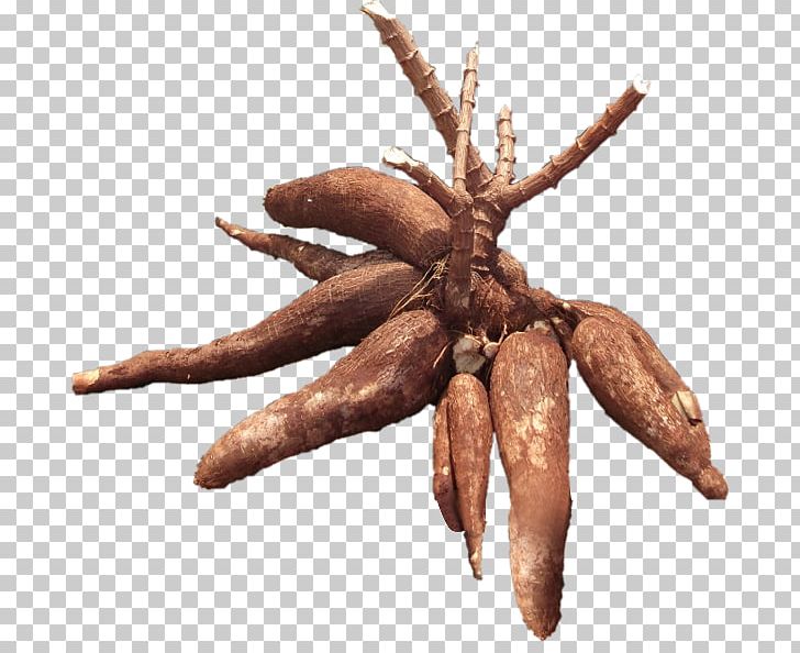 Cassava Tuber Beer Food Flour PNG, Clipart, African, Beer, Brew, Cassava, Cassava Production In Nigeria Free PNG Download
