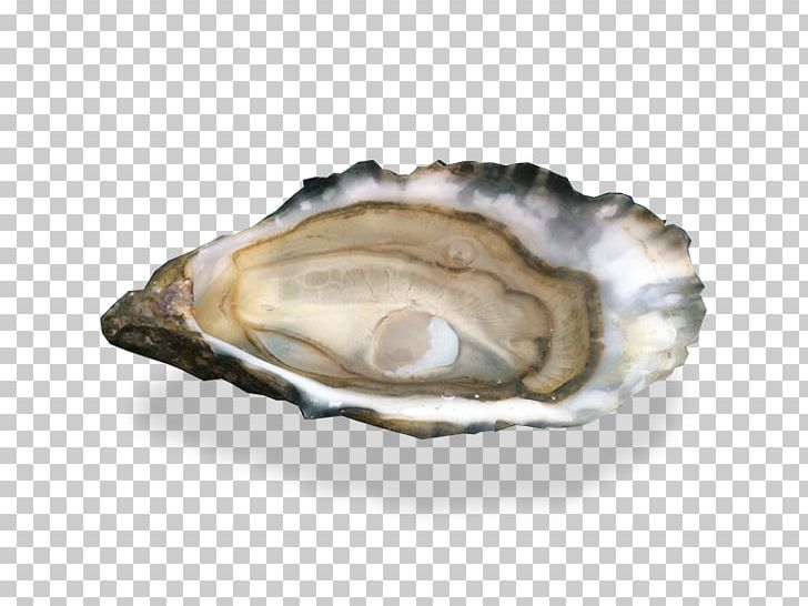 Cockle Oyster Au Thon Bleu Clam Scallop PNG, Clipart, A La Carte, Animal Source Foods, Clam, Clams Oysters Mussels And Scallops, Cockle Free PNG Download