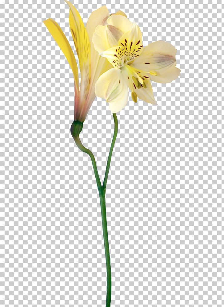 Cut Flowers Photography PNG, Clipart, Alstroemeriaceae, Creative, Cut Flowers, Decoration, Flower Free PNG Download