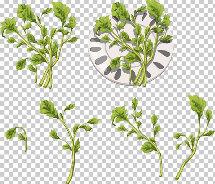 Herb Leaf Vegetable DepositFiles IFolder PNG, Clipart, Branch, Condiment, Depositfiles, Garlic, Herb Free PNG Download