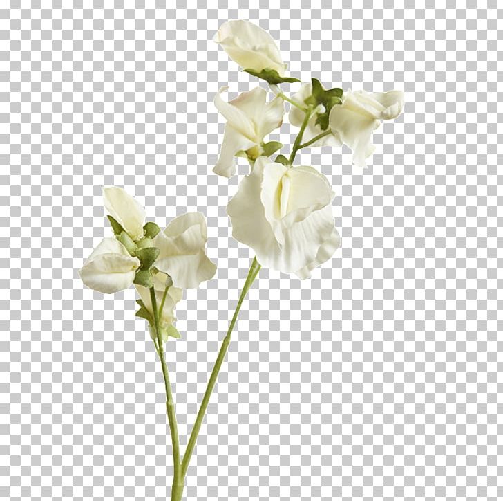 Moth Orchids Cut Flowers Floral Design Plant Stem PNG, Clipart, Abigail, Art, Cut Flowers, Floral Design, Flower Free PNG Download