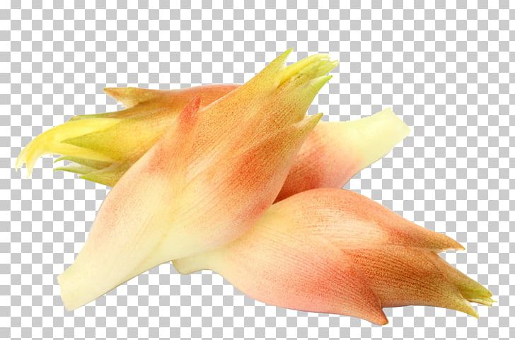 Myoga Photography Ginger Allium Fistulosum PNG, Clipart, Flower, Food, Free Logo Design Template, Fruit, Garlic Free PNG Download