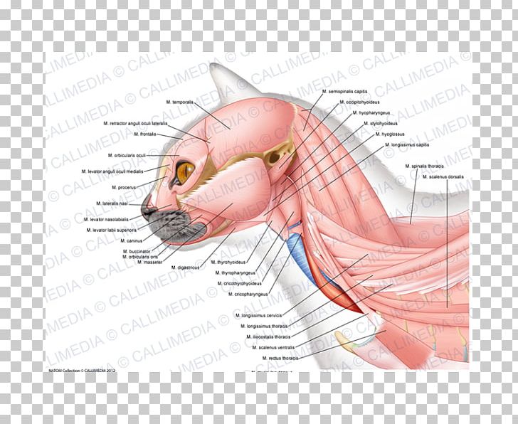 Anatomy Ischiocavernosus Muscle Neck Masseter Muscle PNG, Clipart, Anatomy, Arm, Drawing, Ear, Eye Free PNG Download
