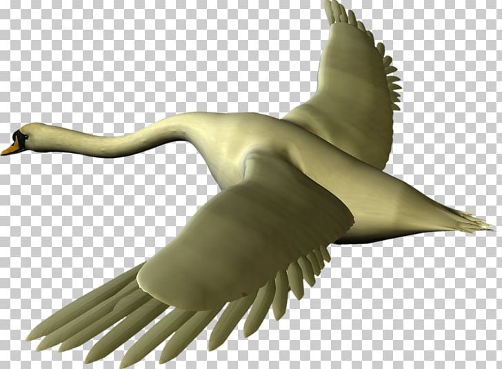 Duck Cygnini Goose PNG, Clipart, 24k, Acf, Animals, Beak, Bird Free PNG Download