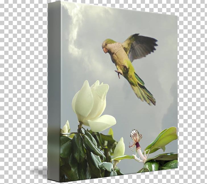 Finches Parrot Flora Fauna Gallery Wrap PNG, Clipart, Art, Beak, Bird, Canvas, Fauna Free PNG Download