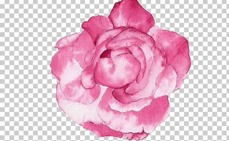 Garden Roses Watercolour Flowers Watercolor Painting Peony PNG, Clipart, Camellia, Color, Cut Flowers, Drawing, Flower Free PNG Download