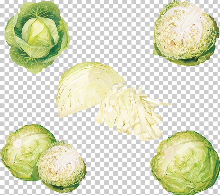 Leaf Vegetable Cabbage PNG, Clipart, Brussels Sprout, Cabbage, Cabbage Leaves, Cabbage Roses, Cartoon Cabbage Free PNG Download