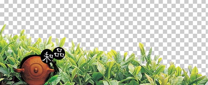 White Tea Oolong Teapot PNG, Clipart, Brand, Bubble Tea, Camellia Sinensis, Chinoiserie, Designer Free PNG Download