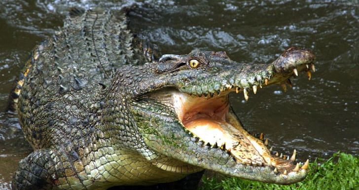 Australia Crocodiles Alligator Nile Crocodile PNG, Clipart, Alligator, American Alligator, Animal, Animals, Australia Free PNG Download