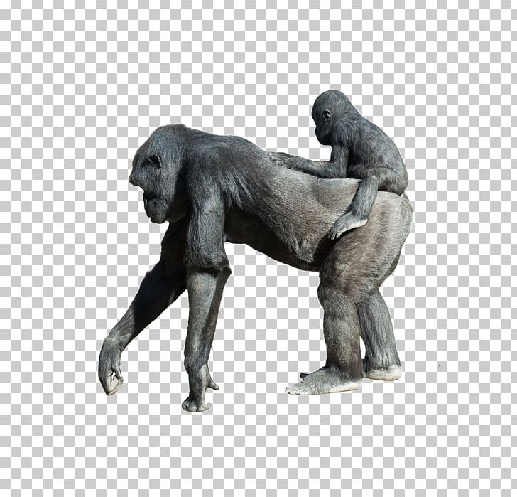 Gorilla Orangutan Ape Stock Photography PNG, Clipart, Animal, Animals, Biological, Can Stock Photo, Common Chimpanzee Free PNG Download