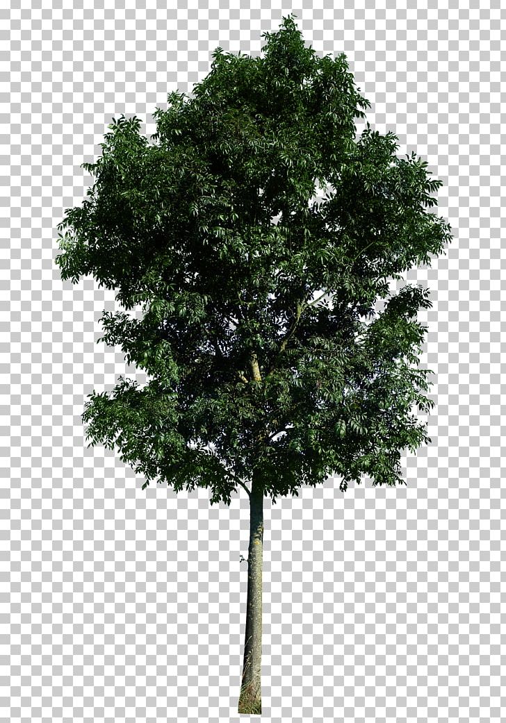 Tree PNG, Clipart, Architecture, Art, Branch, Clip Art, Evergreen Free PNG Download