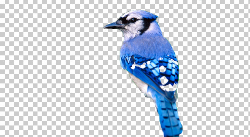 Bird Blue Jay Blue Jay Beak PNG, Clipart, Beak, Bird, Blue, Bluebird, Blue Jay Free PNG Download