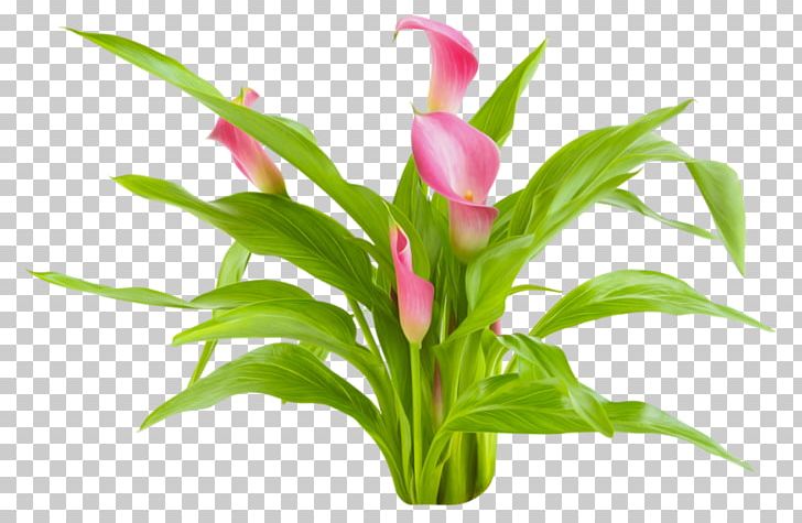 Arum-lily Cut Flowers Plant Computer Programming PNG, Clipart, Calla, Calla Lily, Callalily, Euclidean Vector, Flower Free PNG Download