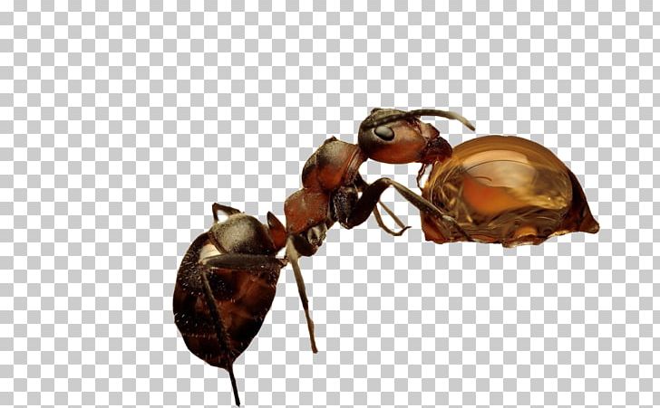 Insect Ant Nature Photography PNG, Clipart, Animal, Ant, Ants, Arthropod, Brown Free PNG Download