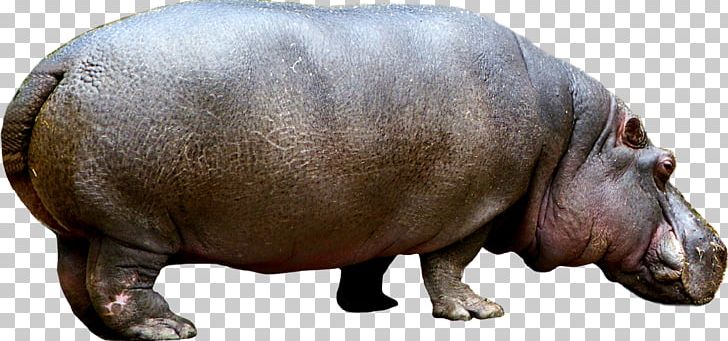 Pygmy Hippopotamus U0428u043bu0430u043au043eu0431u043bu043eu043au0443u043du044c U0438 U0434u0440u0443u0437u044cu044f Child Animal PNG, Clipart, Animals, Animals Hippo, Cartoon Hippo, Choeropsis, Cute Hippo Free PNG Download