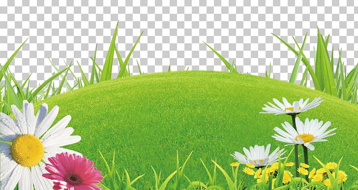 Shangyu Library Lawn Domain Name Registrar WHOIS PNG, Clipart, Computer Wallpaper, Daisy, Decorative Patterns, Desktop Wallpaper, Encapsulated Postscript Free PNG Download