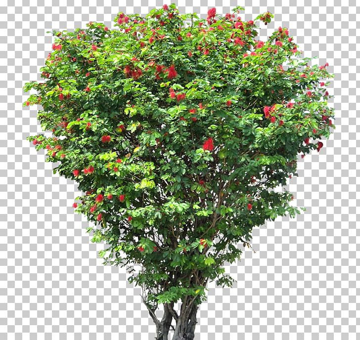 Tree Flower Shrub PNG, Clipart, Architectural Rendering, Branch, Calliandra, Evergreen, Flower Free PNG Download