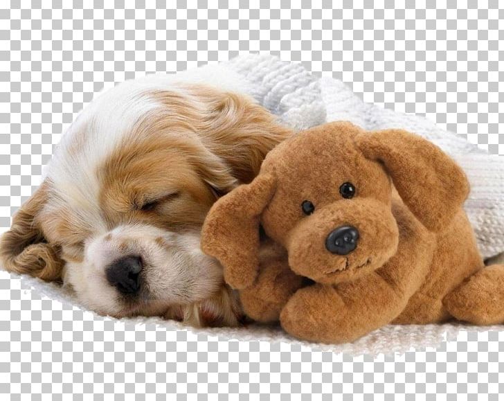 Cavalier King Charles Spaniel Puppy English Cocker Spaniel American Cocker Spaniel PNG, Clipart, American Cocker Spaniel, Animal, Animals, Carnivoran, Companion Dog Free PNG Download