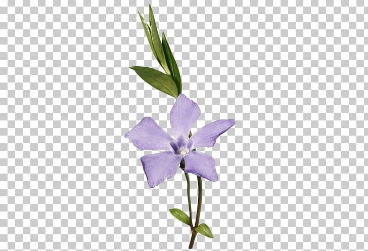 Cut Flowers Orchids Plant PNG, Clipart, Bleu, Cari, Cartoon, Cut Flowers, Download Free PNG Download