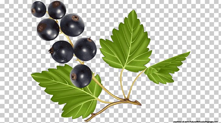Fruit Salad Blueberry Graphic Design PNG, Clipart, Apple, Apricot, Art, Auglis, Berry Free PNG Download
