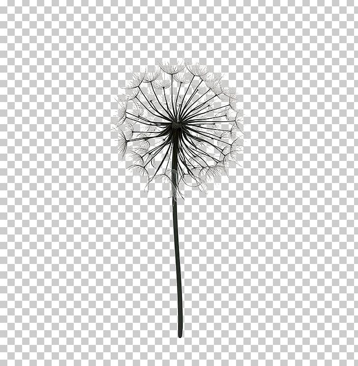 Paper Drawing Poster Dandelion Black And White PNG, Clipart, Balloon Cartoon, Beautiful, Botany, Boy Cartoon, Cartoon Character Free PNG Download
