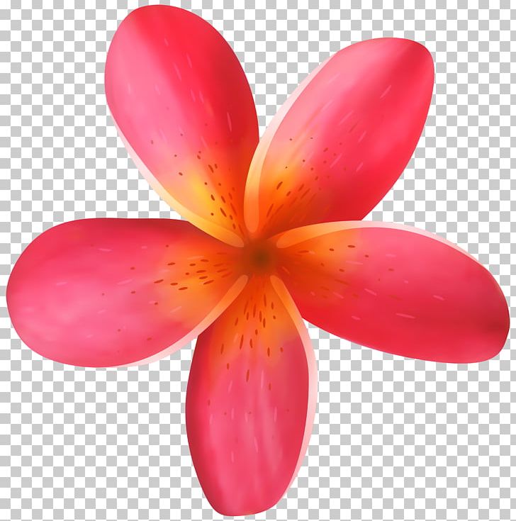 Flower PNG, Clipart, Blog, Clipart, Clip Art, Closeup, Computer Icons Free PNG Download