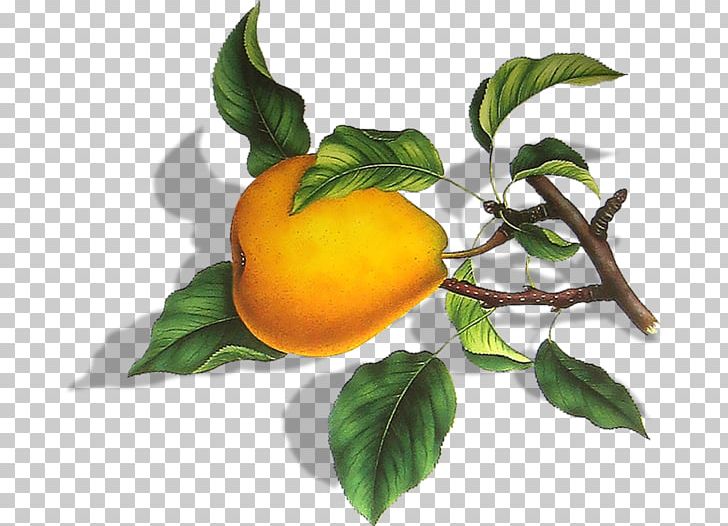 Persimmon Pear Fruit PNG, Clipart, Bitter Orange, Branches, Citrus, Diospyros, Ebony Trees And Persimmons Free PNG Download