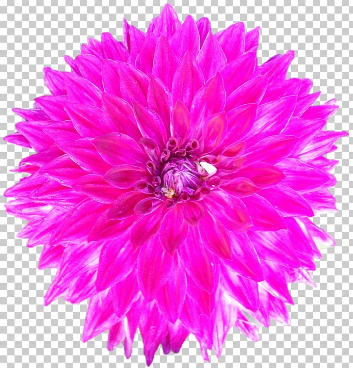 Stock Photography Cut Flowers Chrysanthemum PNG, Clipart, Annual Plant, Aster, Chrysanthemum, Chrysanths, Common Daisy Free PNG Download