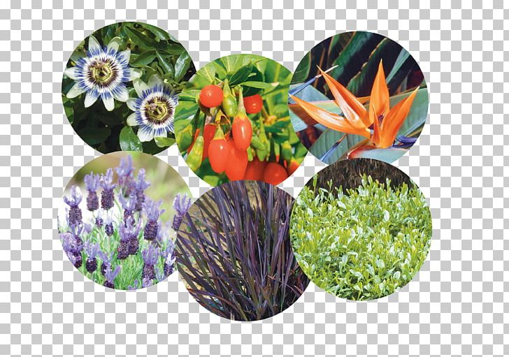 Vilmorin-Mikado Vegetable Horticulture Groupe Limagrain PNG, Clipart, Company, Flowerpot, Grass, Greens, Groupe Limagrain Free PNG Download