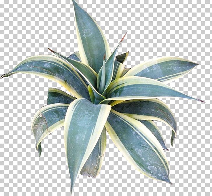 Agave Azul Flowerpot Leaf PNG, Clipart, Agave, Agave Azul, Flowerpot, Leaf, Miscellaneous Free PNG Download